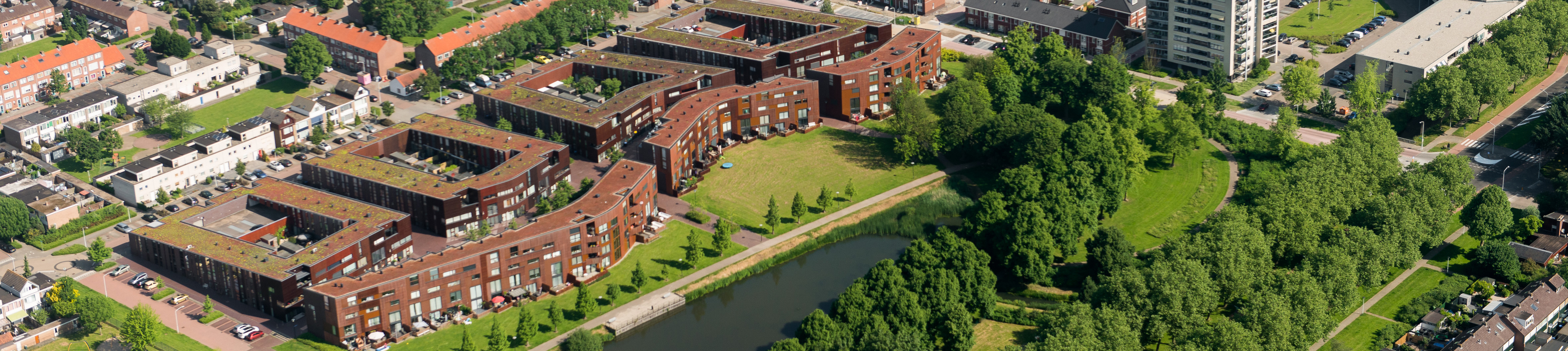 Kokardebloem Vijverpark